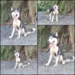 haipo-news-of-haifa-dogs-luchi-180820