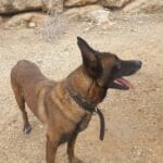 haipo news of haifa yakal 180820 (4)