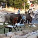 חזירי בר רועים ליד ילדים בשכונת כרמליה (צילום: דורון שוורץ)
