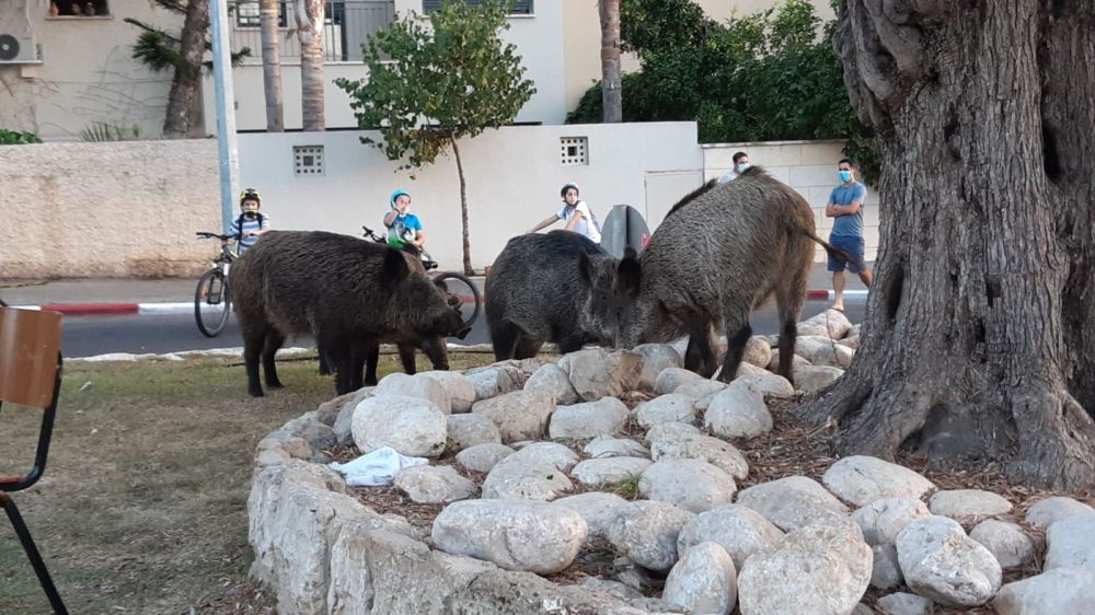 חזירי בר רועים לייד ילדים בשכונת כרמליה - יום כיפור (צילום: דורון שוורץ)
