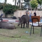 חזירי בר רועים לייד ילדים בשכונת כרמליה – יום כיפור (צילום: דורון שוורץ)
