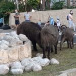 חזירי בר רועים לייד ילדים בשכונת כרמליה – יום כיפור (צילום: דורון שוורץ)