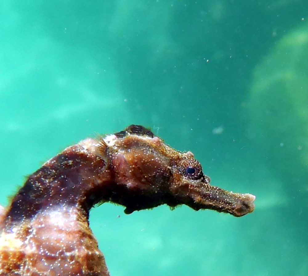 סוסון ים (צילום: מוטי מנדלסון)