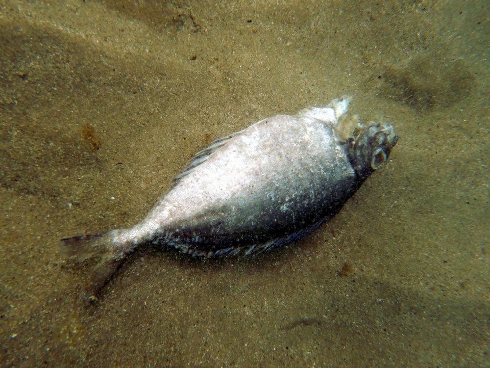 דג שמצא את מותו בגלל חום המים (צילום: מוטי מנדלסון)