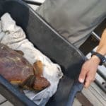 haipo news of haifa turtles 120920 (15)