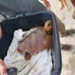 haipo news of haifa turtles 120920 (18)