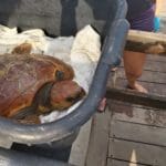 haipo news of haifa turtles 120920 (25)