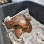 haipo news of haifa turtles 120920 (27)