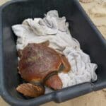 haipo news of haifa turtles 120920 (31)