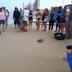 haipo news of haifa turtles 120920 (9)