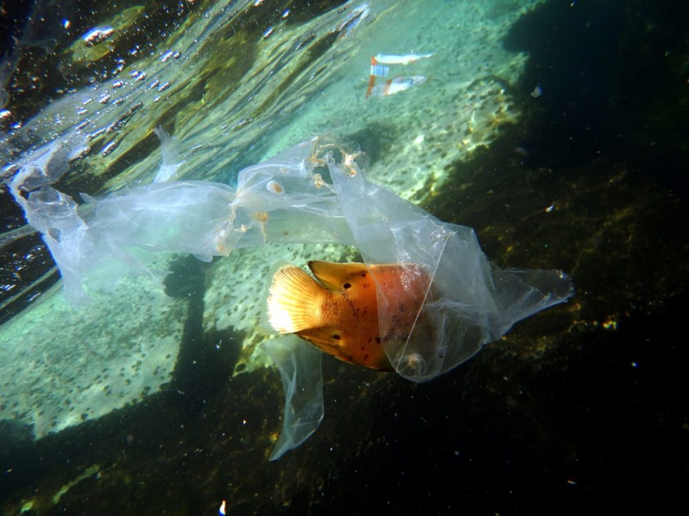 דג חסר מזל מסתבך בשקיות הניילון (צילום: מוטי מנדלסון)