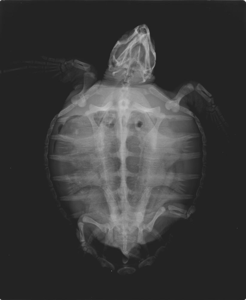 צילום רנטגן של הצב אופיר: ד"ר צחי אייזנברג