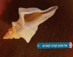 ארגמון קהה קוצים (צילום: שלמה יובל)