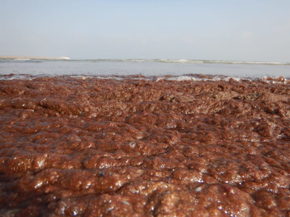 אצות אדומות במפרץ חיפה (צילום: מוטי מנדלסון)