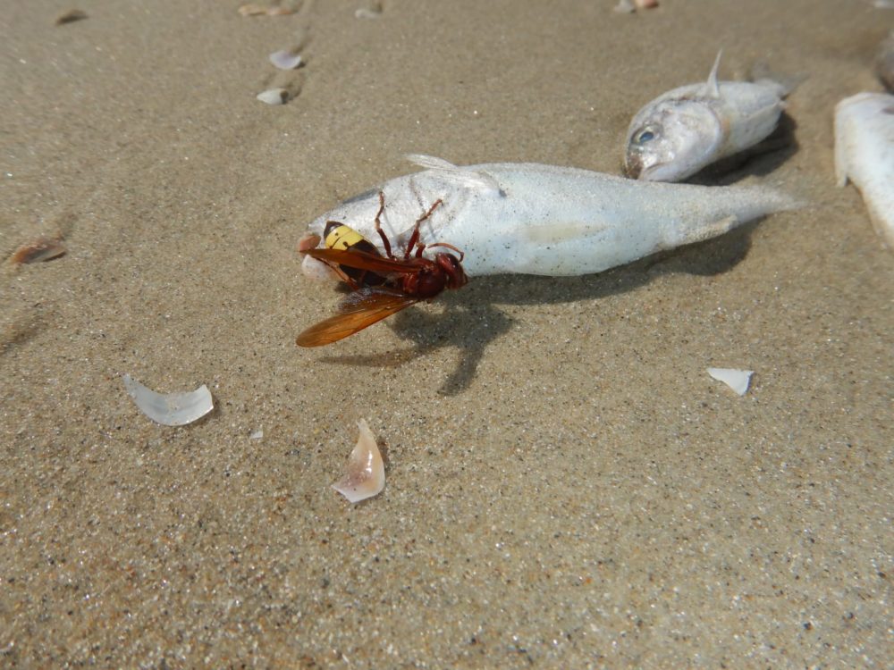 צרעה זוללת דגי טורפן מתים בחופי הקריות - מפרץ חיפה (צילום: מוטי מנדלסון)