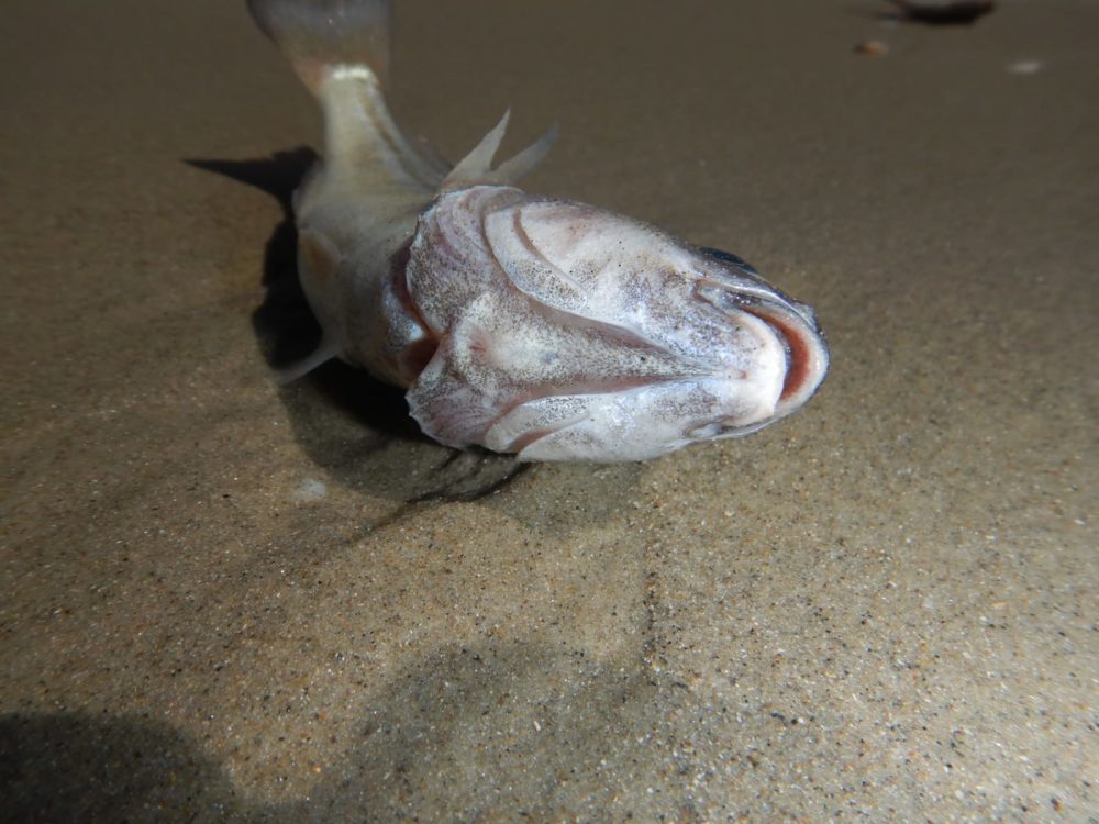דג טורפן מת בחופי הקריות - מפרץ חיפה (צילום: מוטי מנדלסון)