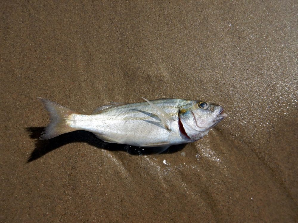 דג טורפן מת בחופי הקריות - מפרץ חיפה (צילום: מוטי מנדלסון)