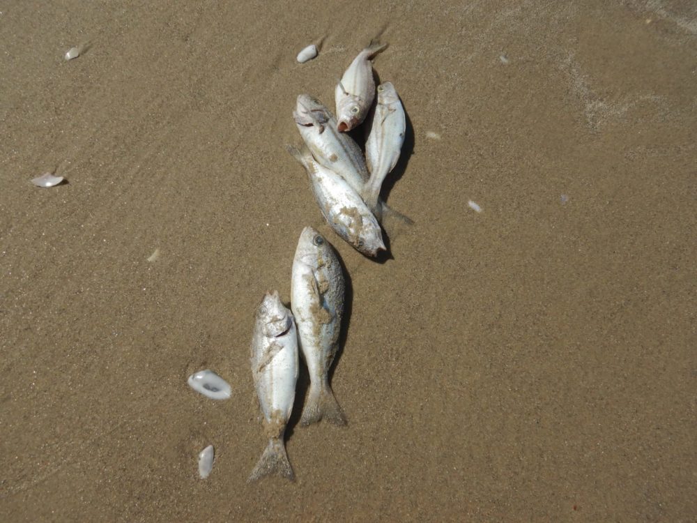 דגי טורפן מתים בחופי הקריות - מפרץ חיפה (צילום: מוטי מנדלסון)
