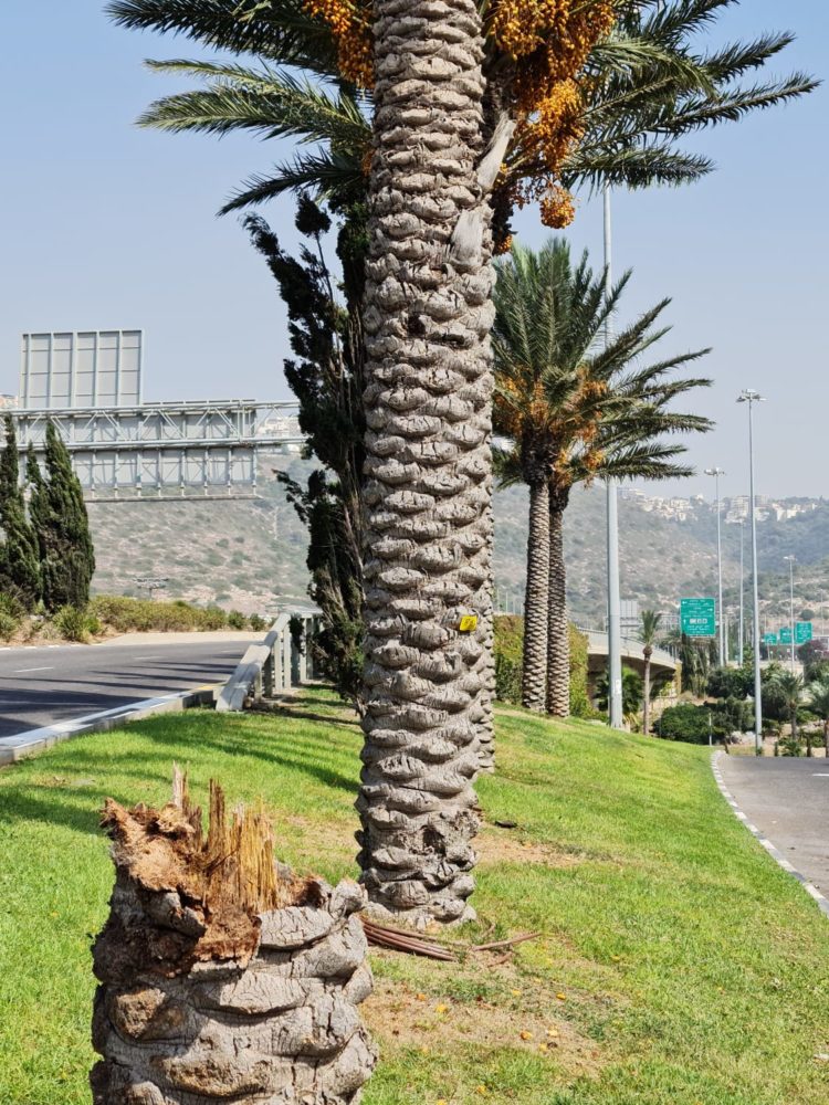 עץ תמר נשבר ביציאה הדרומית של חיפה (צילום: שאול כהן - אגרונום)