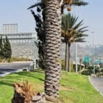 עץ תמר נשבר ביציאה הדרומית של חיפה (צילום: שאול כהן – אגרונום)