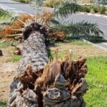 עץ תמר נשבר ביציאה הדרומית של חיפה (צילום: שאול כהן – אגרונום)