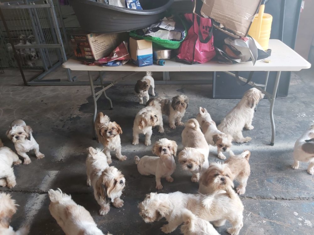 הכלבים שהיו מיועדים למכירה (צילום: דוברות המשטרה)