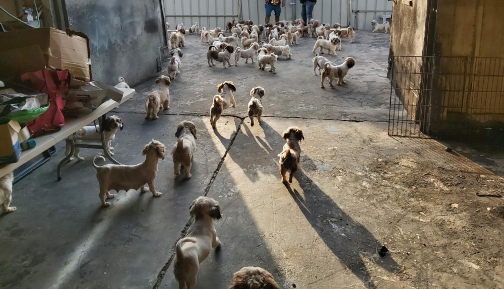 הכלבים שהיו מיועדים למכירה (צילום: דוברות המשטרה)