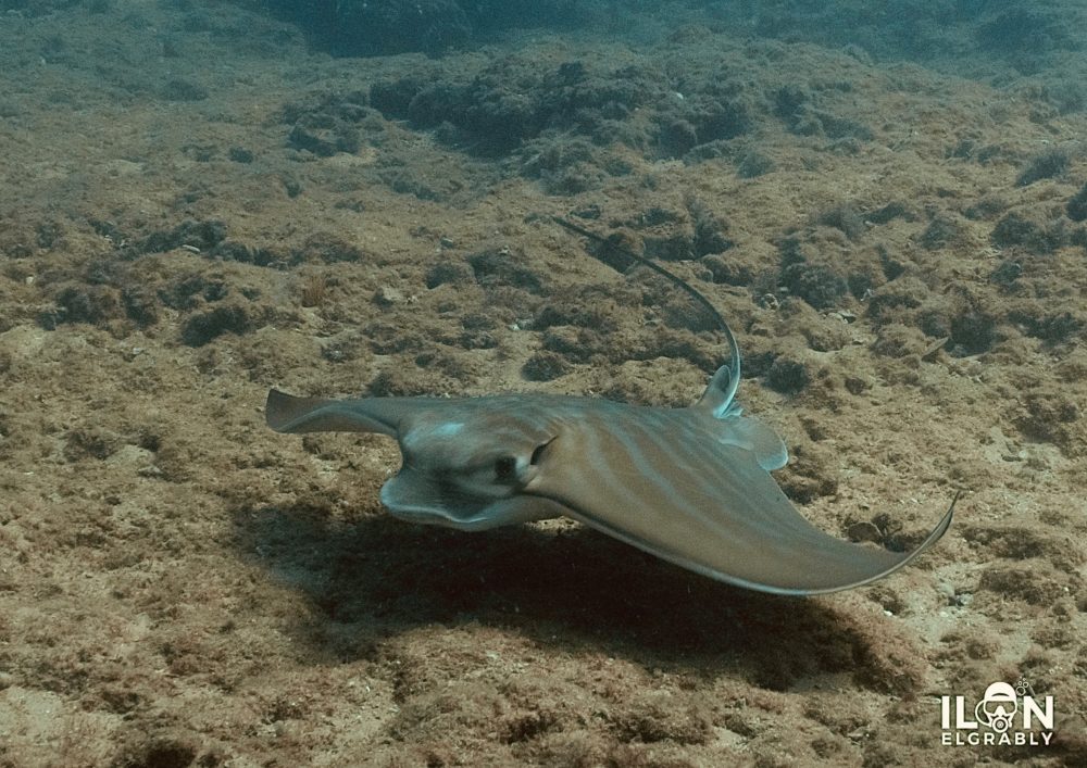 טחן הפרי - "עטלף ים" (צילום: אילן אלגרבלי)