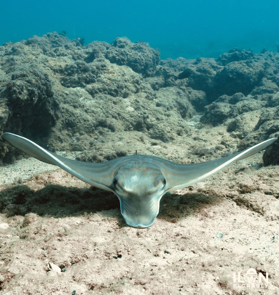 טחן הפרי - "עטלף ים" (צילום: אילן אלגרבלי)