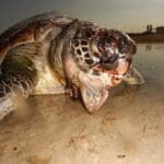 haipo news of haifa beache cleaning (2)