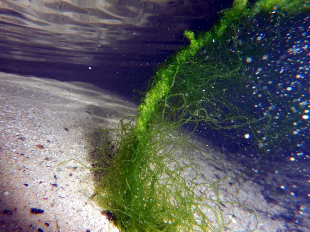 אצות במנהרות (צילום: מוטי מנדלסון)