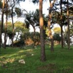 מצודה צלבנית עתיקה בלב חיפה – מצודת ראש מיה (צילום: ירון כרמי)