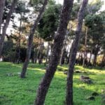 מצודה צלבנית עתיקה בלב חיפה – מצודת ראש מיה (צילום: ירון כרמי)