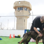 שניות מאסון הכרמל • כלב שמירה בכלא דמון (צילום: שירות בתי הסוהר)