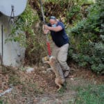 תן נתקע בכד פלסטיק בחיפה, עת שחיפש שאריות מזון בחיפה (צילום: ארנון וילנסקי)