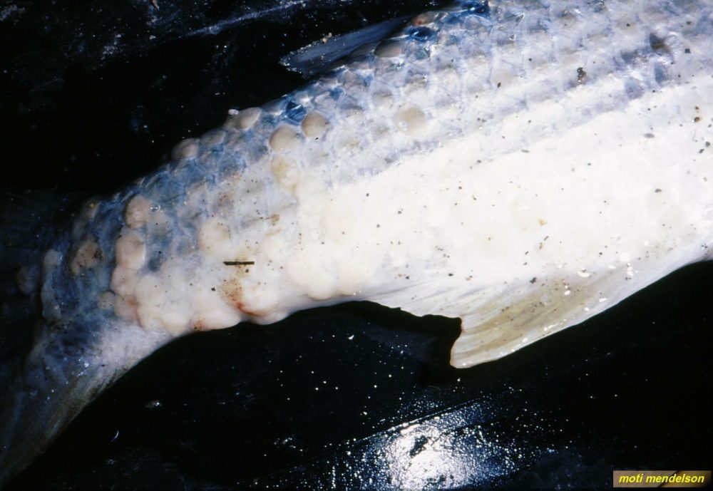 פטריות על גופו של דג בורי (פונגוס) (צילום: מוטי מנדלסון)