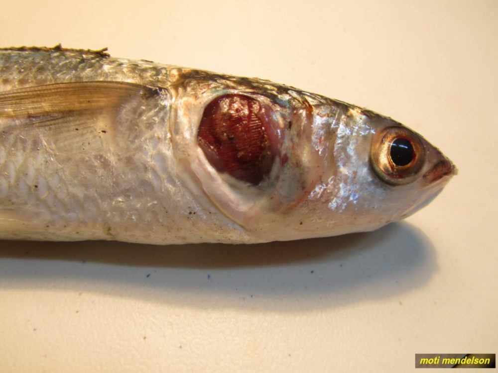 מכסה הזימים של הדג נשר כתוצאה ממחלה (צילום: מוטי מנדלסון)