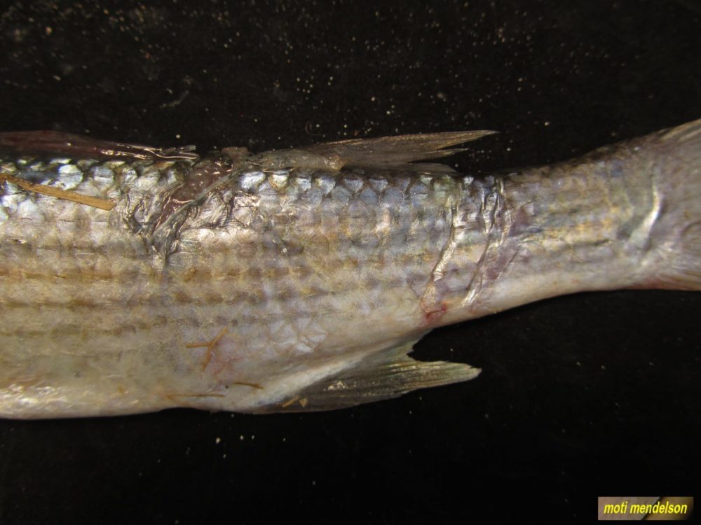 גופו של הדג פגוע משהייה ארוכה ברשת דייגים (צילום: מוטי מנדלסון)