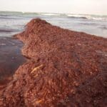 haipo news of haifa nature mendelson 181120 (12)