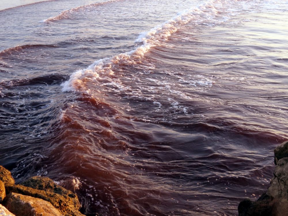 אצות אדומות בכמויות אדירות (צילום: מוטי מנדלסון)