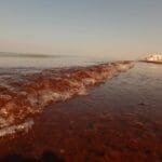 haipo news of haifa red sea weed 201120 (4)