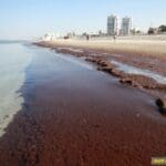 haipo news of haifa red sea weed 201120 (5)