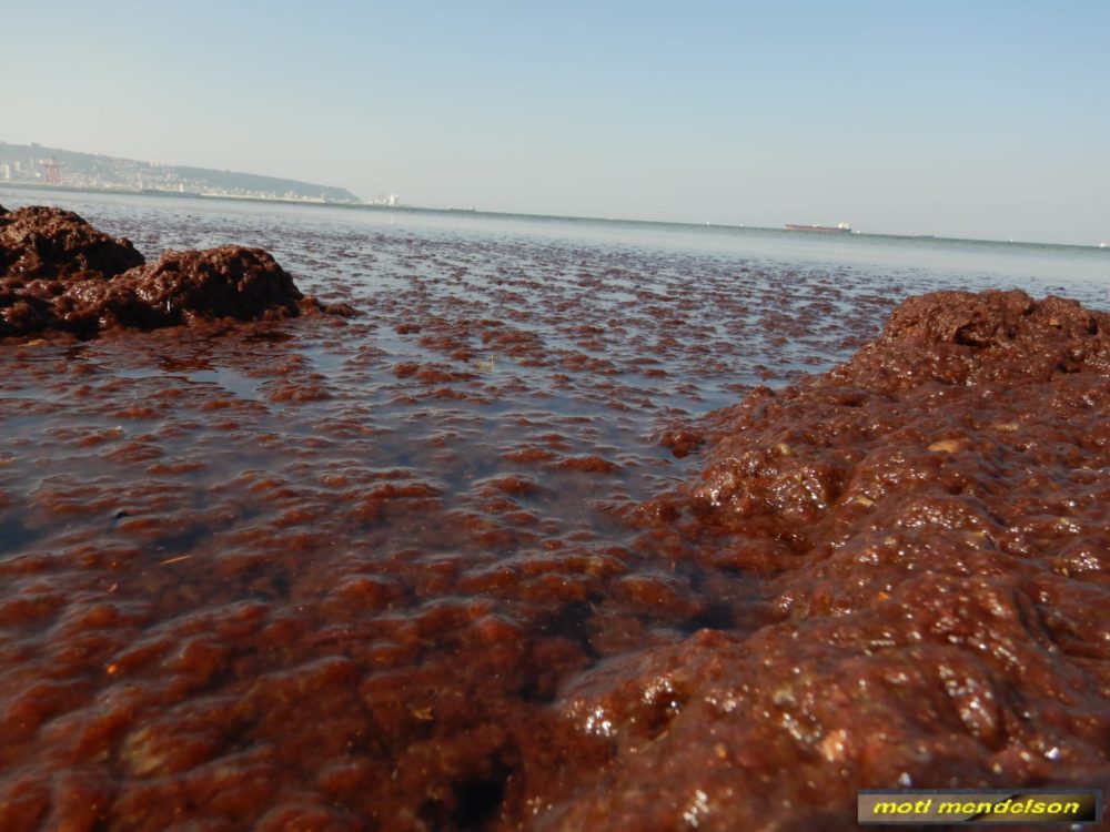 אצות אדומות, יפות ורעילות (צילום: מוטי מנדלסון)