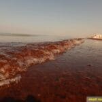haipo news of haifa seaweed 201120 (8)
