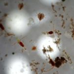 דפניות – סרטנים זעירים • מערות נסתרות בכרמל ובהן ברכות מים קטנות (צילום: מוטי מנדלסון)