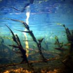מבט מתחת למים – שלולית חורף • מערה נסתרת בכרמל ובה ברכת מים (צילום: מוטי מנדלסון)