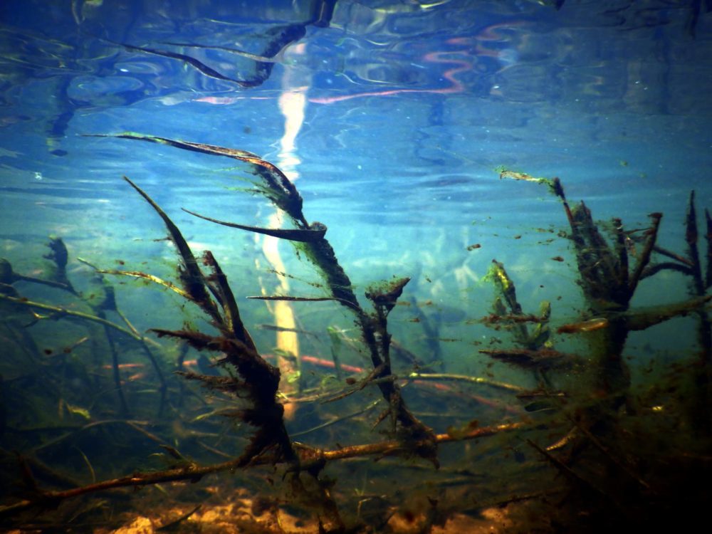 מבט מתחת למים - שלולית חורף • מערה נסתרת בכרמל ובה ברכת מים (צילום: מוטי מנדלסון)