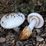 פטריות רעילות שצומחות בטבע: אמנית משוערת (Amanita proxima). (צילום: דר' דליה לוינסון)