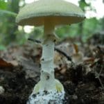 פטריו רעילות: אמנית המוות (Amanita phalloides) (צילום: דר' אפרים לוינסון).