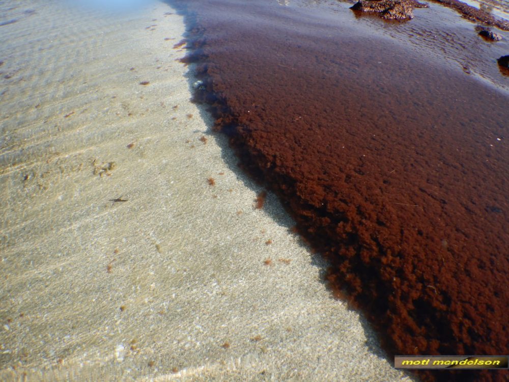 אצה אדומה על קרקעית הים בחופי הקריות (צילום: מוטי מנדלסון)